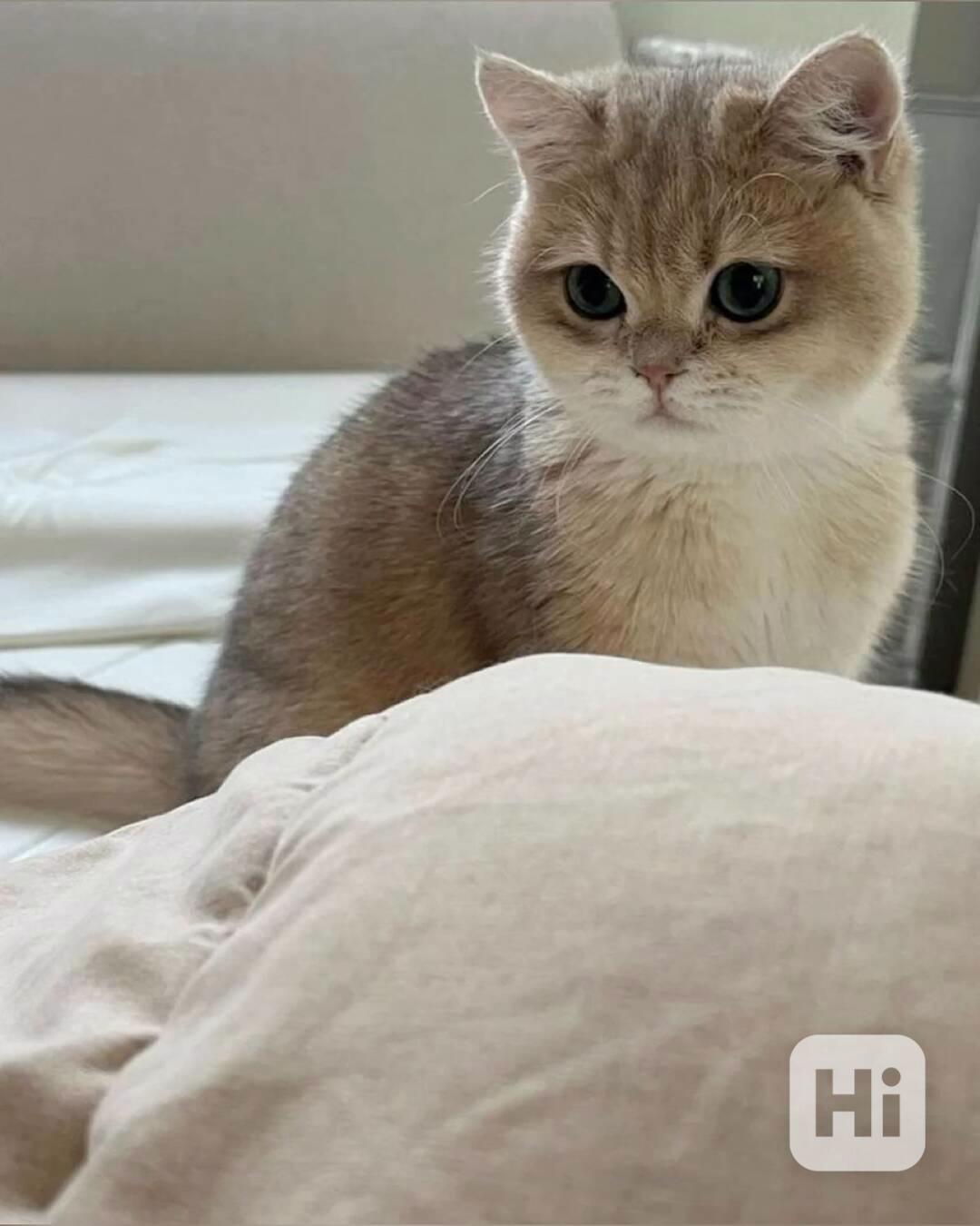 Úžasná britská krátkosrstá koťátka k adopci zdarma - foto 1