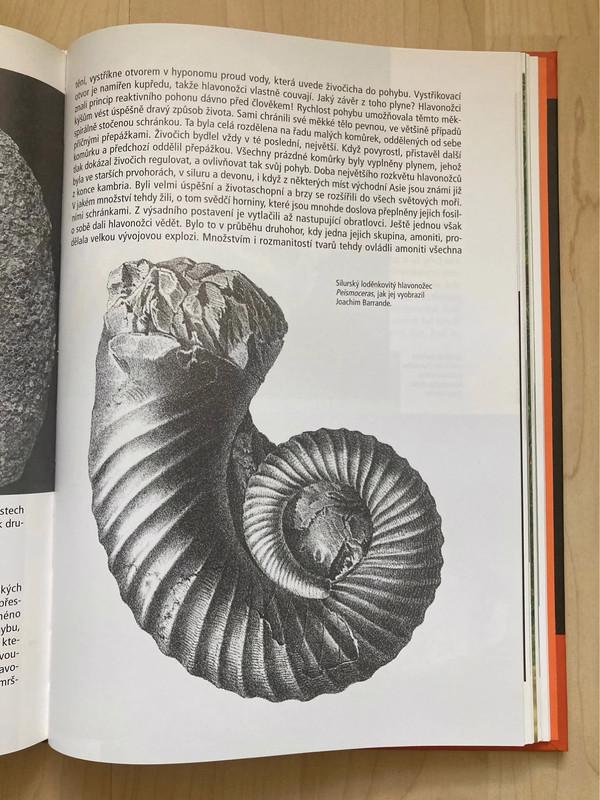 🌿 Jak se loví dinosauři aneb co nevíte o historii Země 🌿 - foto 5