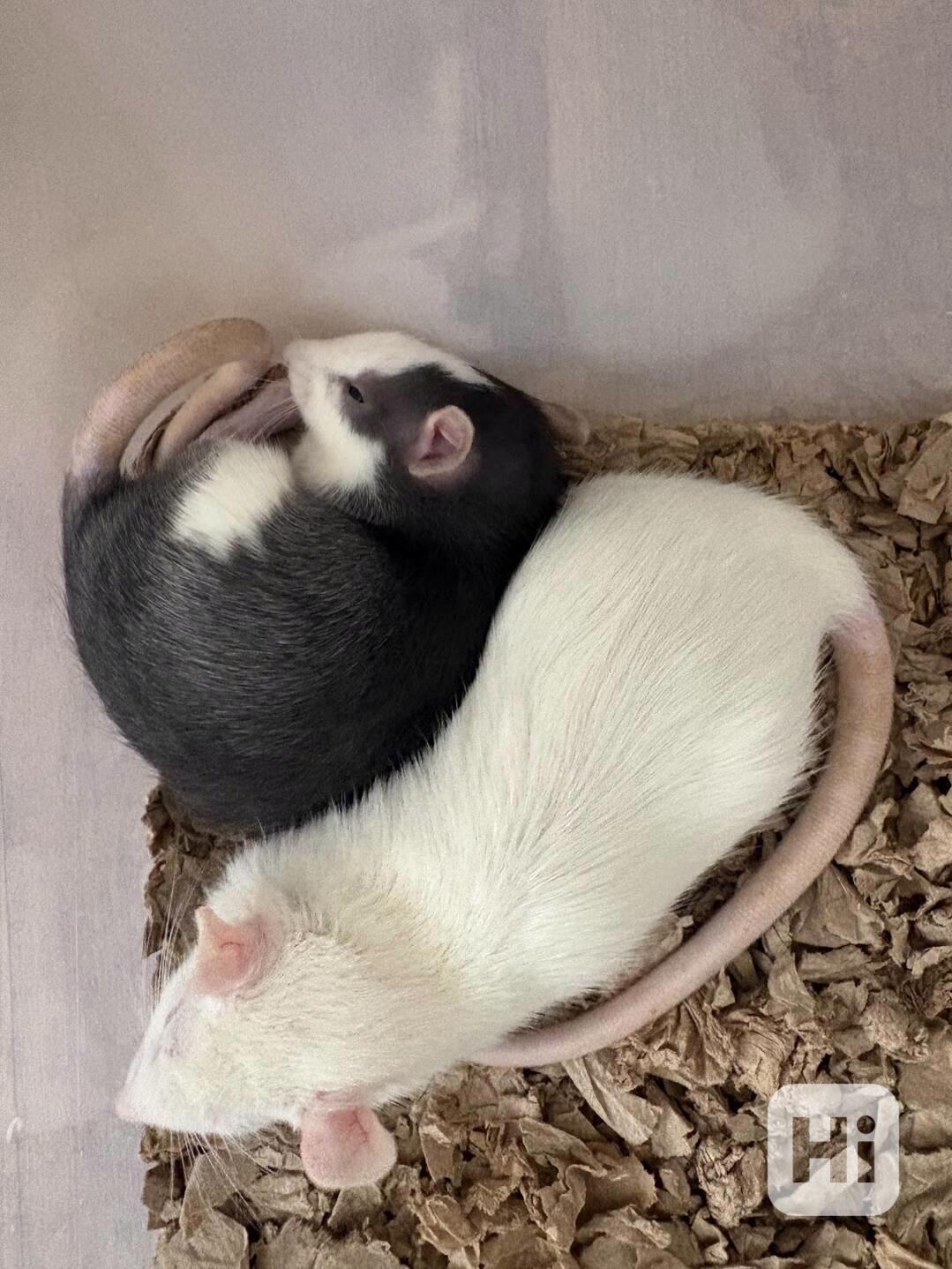 🐀❤️ HLEDÁME NOVÝ DOMOV PRO DVĚ POTKANÍ HOLČIČKY ❤️🐀 - foto 1