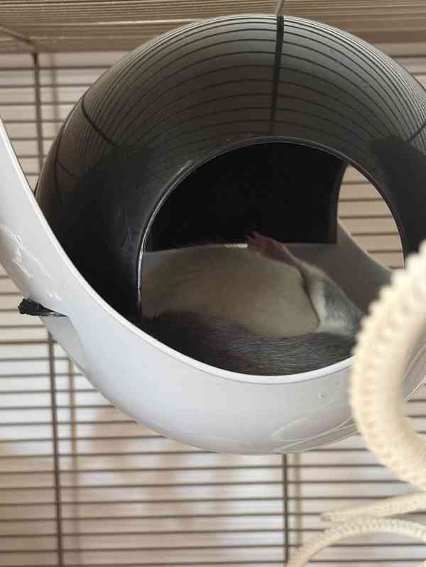 🐀❤️ HLEDÁME NOVÝ DOMOV PRO DVĚ POTKANÍ HOLČIČKY ❤️🐀 - foto 4