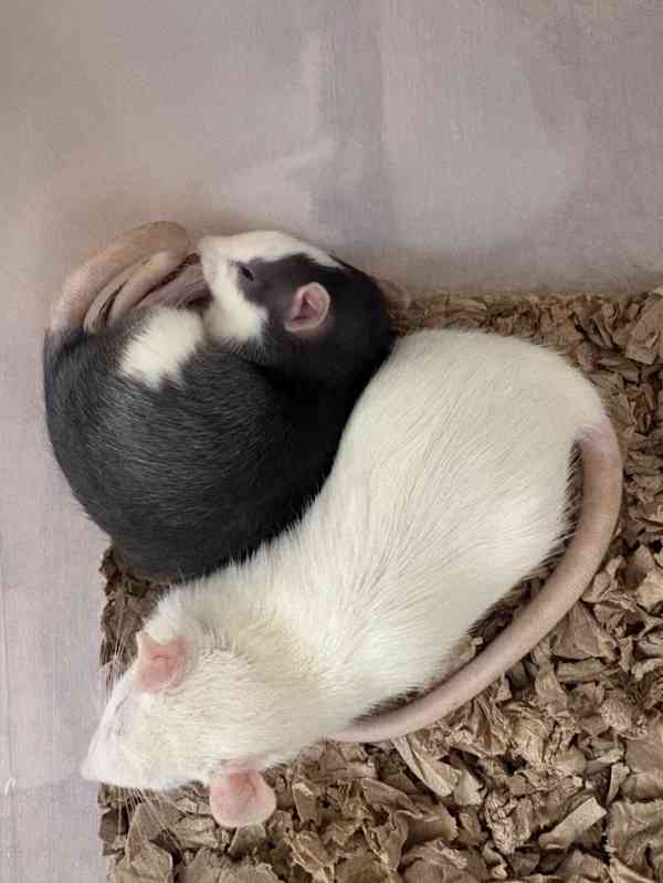 🐀❤️ HLEDÁME NOVÝ DOMOV PRO DVĚ POTKANÍ HOLČIČKY ❤️🐀