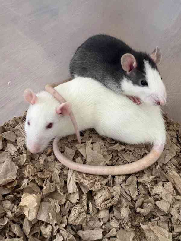 🐀❤️ HLEDÁME NOVÝ DOMOV PRO DVĚ POTKANÍ HOLČIČKY ❤️🐀 - foto 2