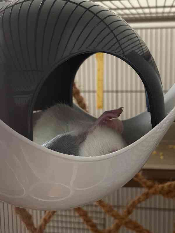 🐀❤️ HLEDÁME NOVÝ DOMOV PRO DVĚ POTKANÍ HOLČIČKY ❤️🐀 - foto 3