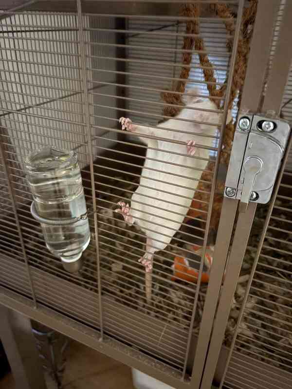 🐀❤️ HLEDÁME NOVÝ DOMOV PRO DVĚ POTKANÍ HOLČIČKY ❤️🐀 - foto 5