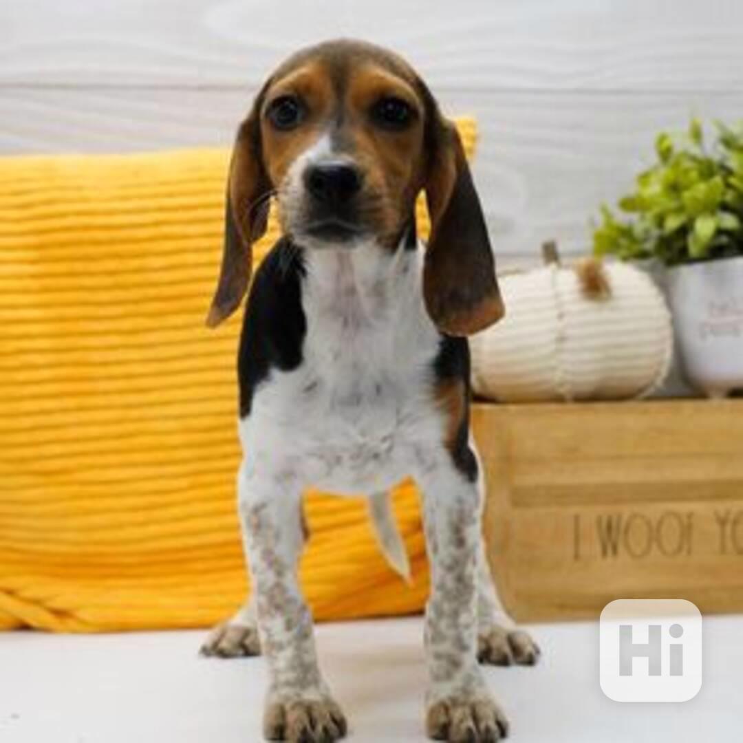 Beagle puppy - foto 1