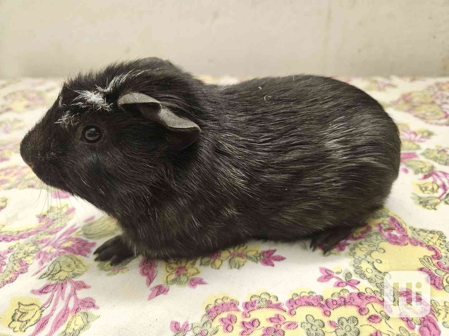 Morče  cuy - foto 1