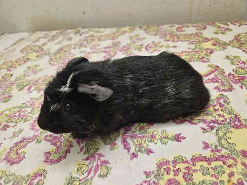 Morče  cuy - foto 2