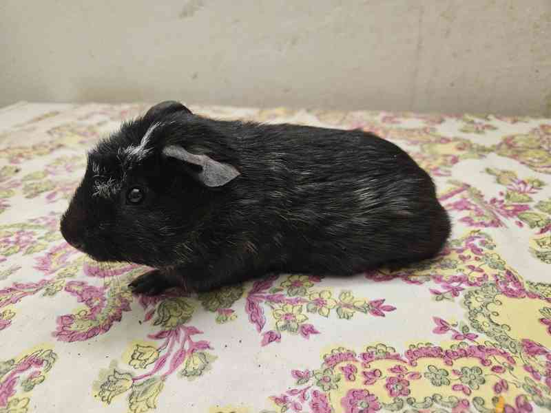 Morče  cuy - foto 3