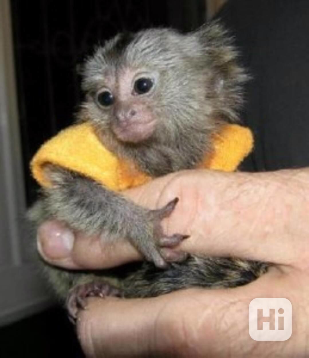 Zakrslý kosman na prodej, - foto 1