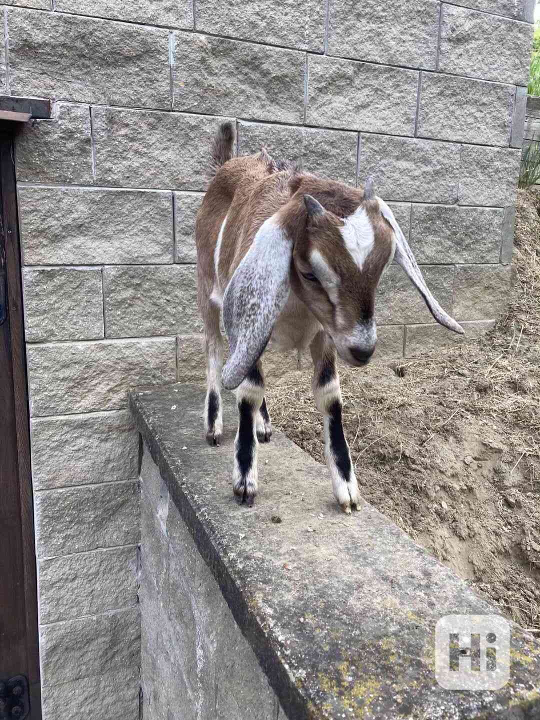 Prodám letošní kůzlata - foto 1