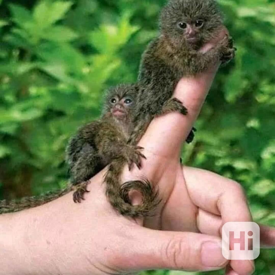 🐒 Krásné opice kosmani - foto 1