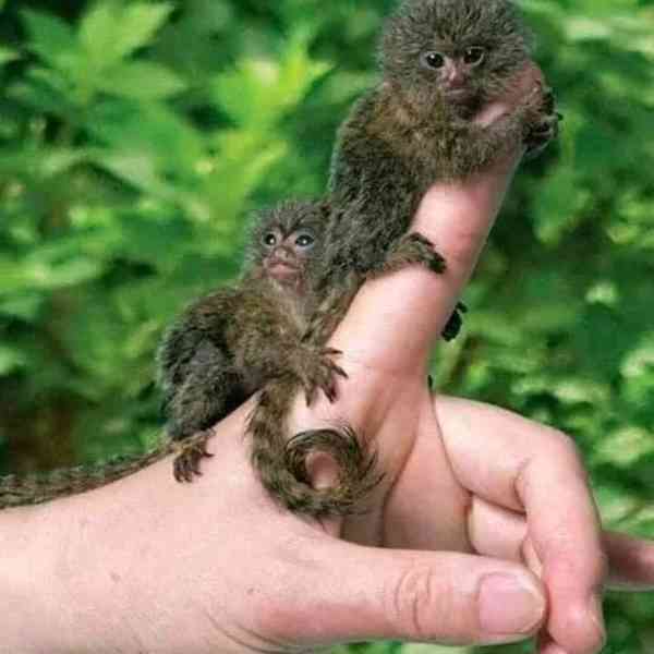 🐒 Krásné opice kosmani - foto 1