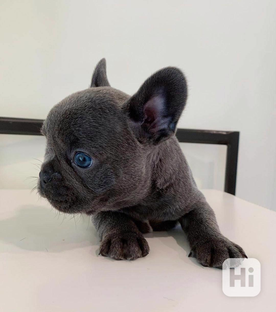  Zdarma Dobře vycvičená štěňata francouzského buldočka - foto 1