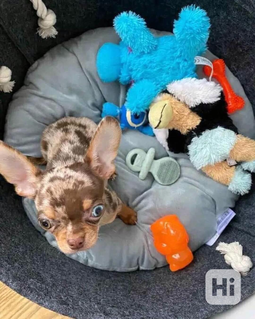 🐾 Okouzlující štěňátko čivavy hledá milující domov 🏡 - foto 1