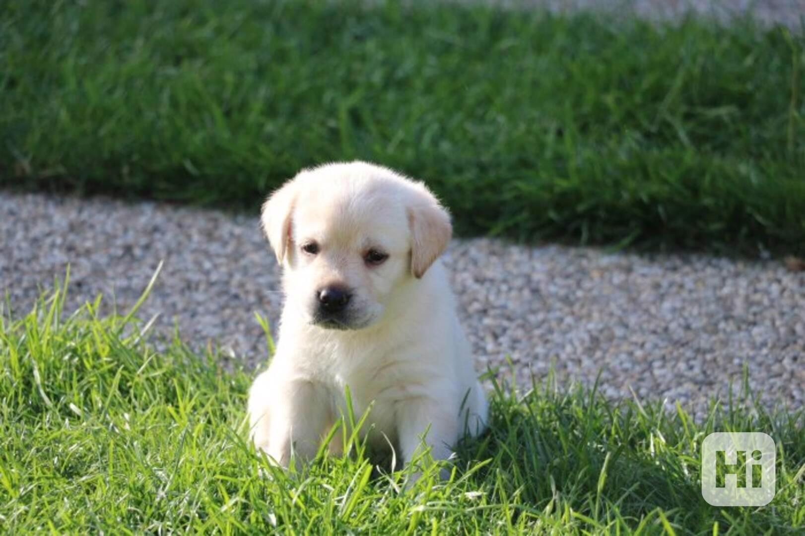 Štěňátka Labradorský retrívr - foto 1