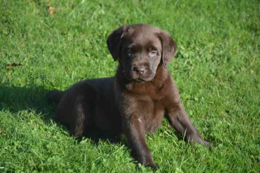 Štěňátka Labradorský retrívr - foto 2