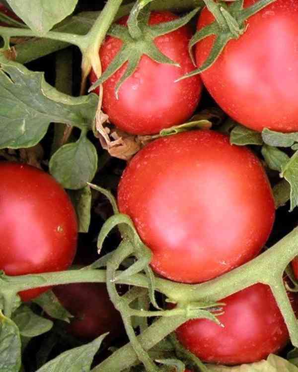 semena rajče Tritonex
