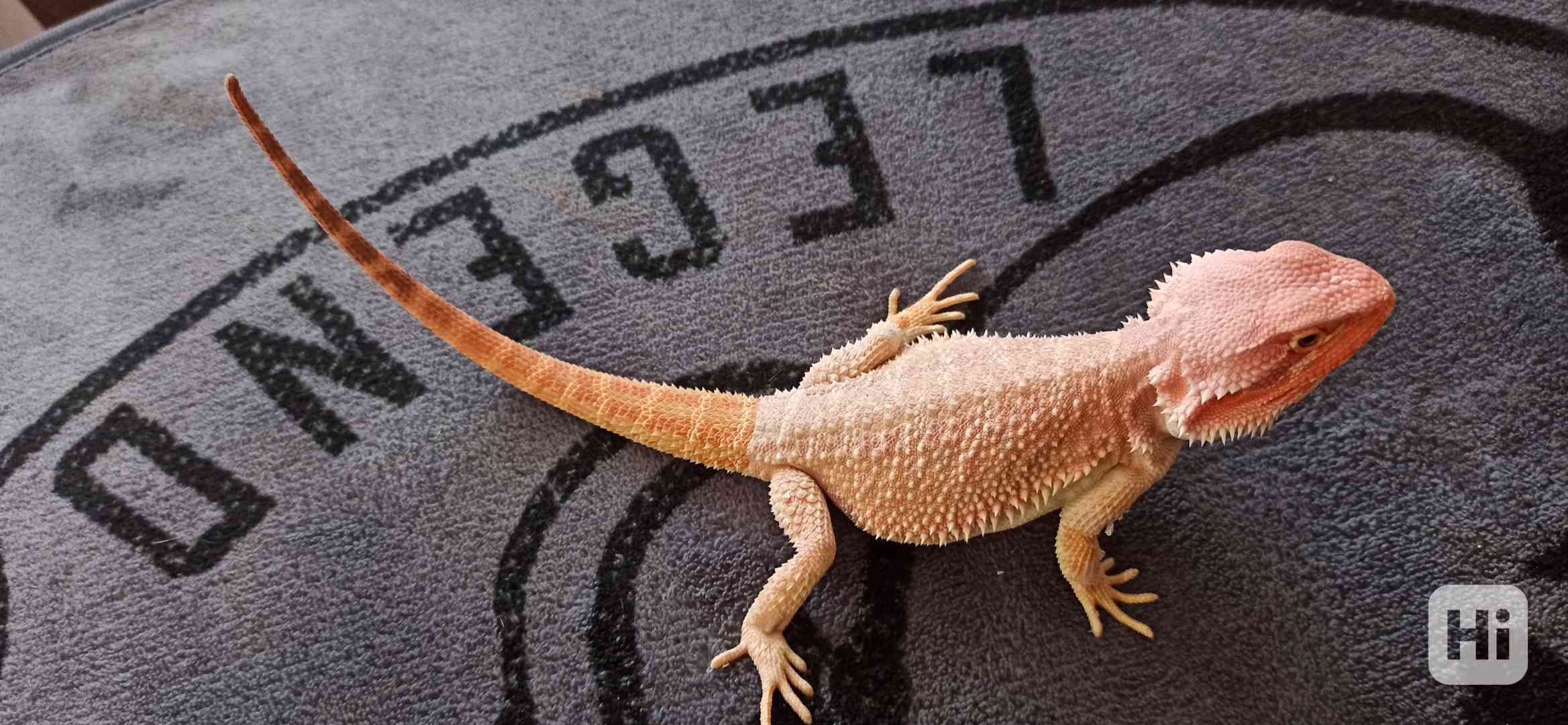 Agama - foto 1