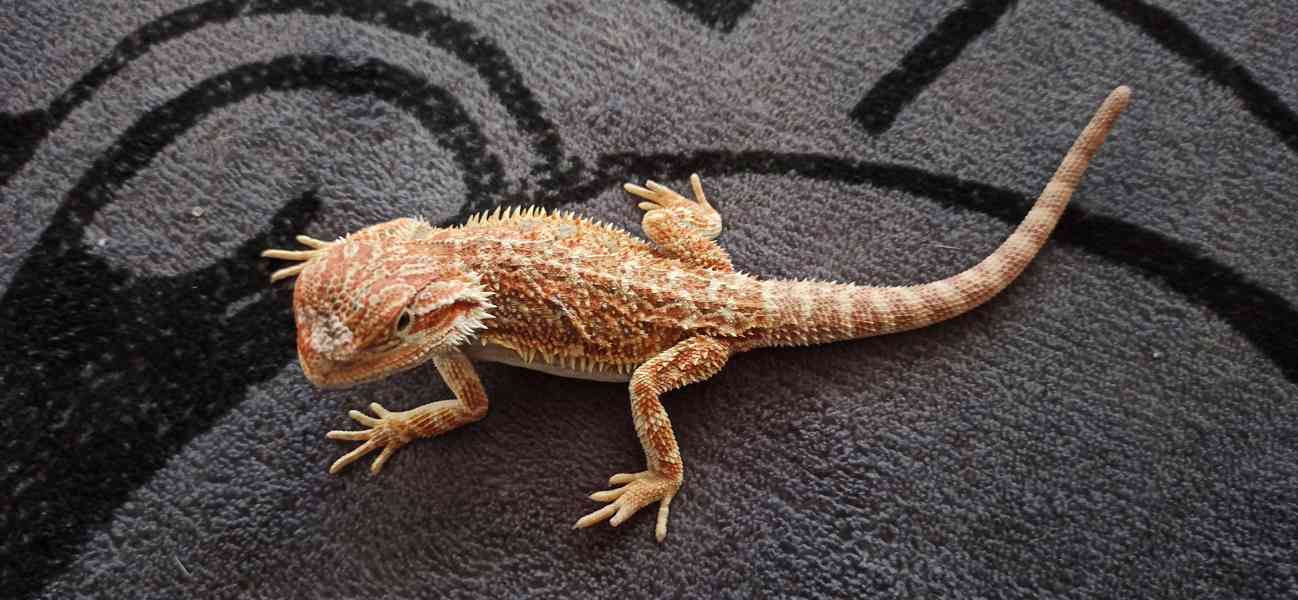 Agama - foto 3
