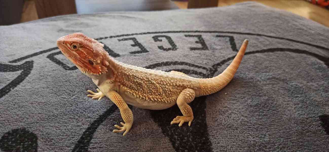 Agama - foto 6