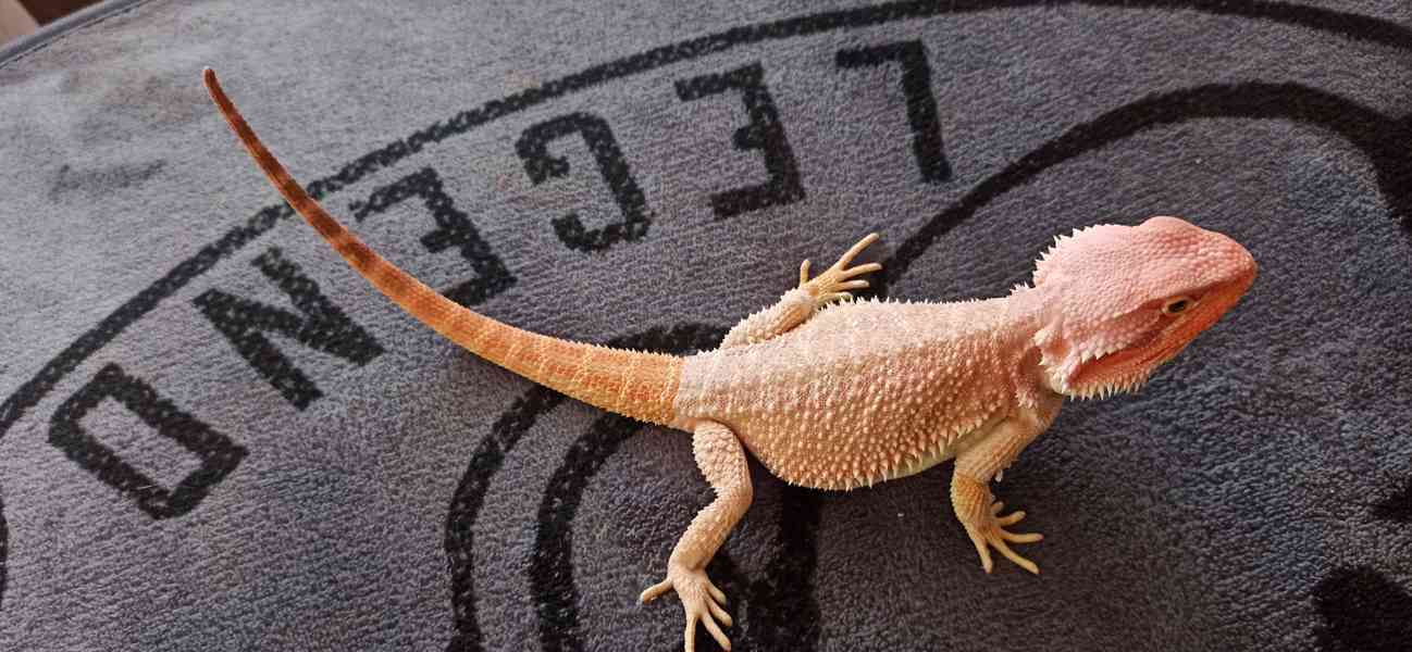 Agama - foto 1