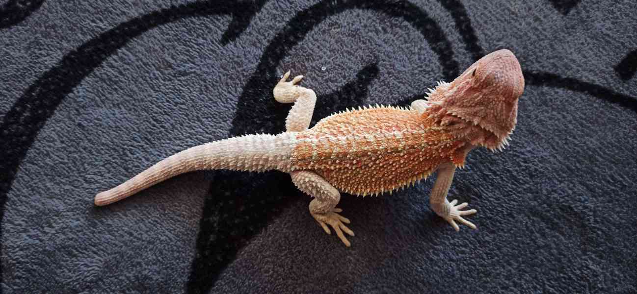 Agama - foto 7
