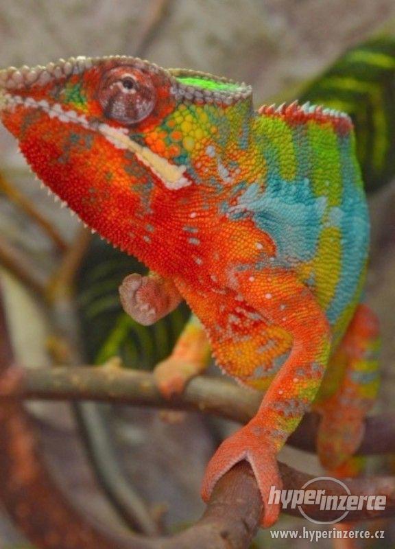 CHAMELEONI PARDÁLÍ -  6 měsíční samci - foto 1