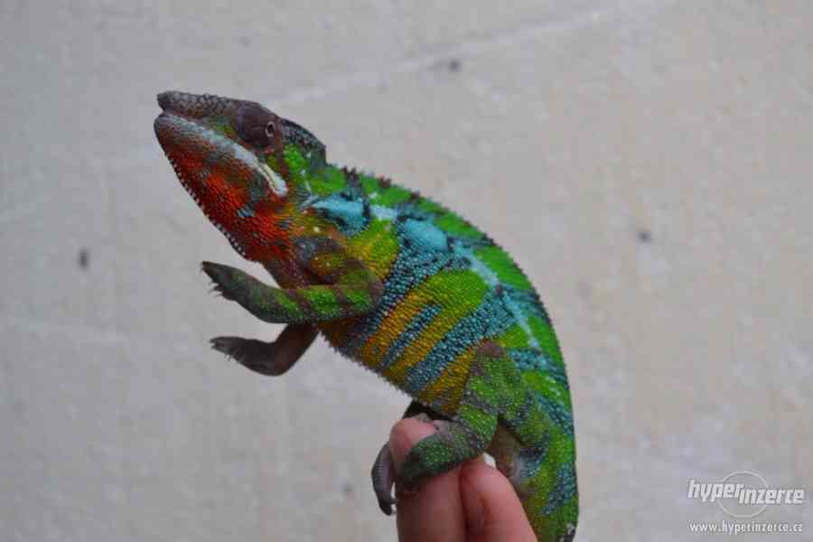 CHAMELEONI PARDÁLÍ -  6 měsíční samci - foto 4