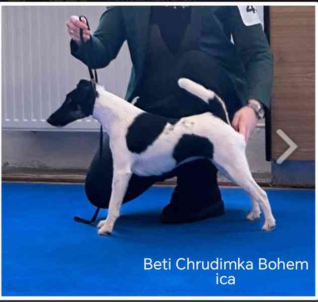 Foxteriér hladkosrstý štěňátka s PP  - foto 8