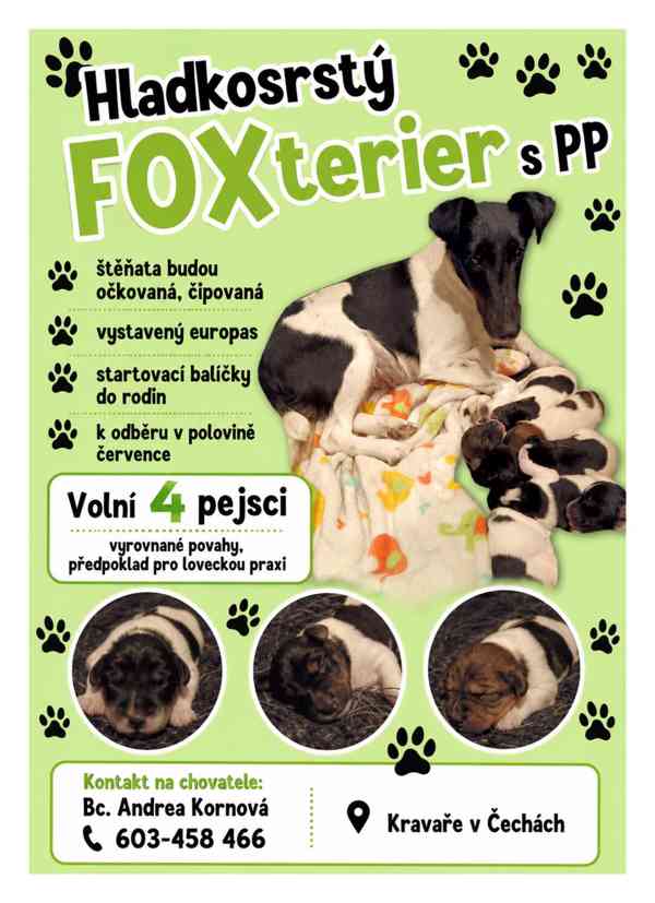 Foxteriér hladkosrstý štěňátka s PP  - foto 6