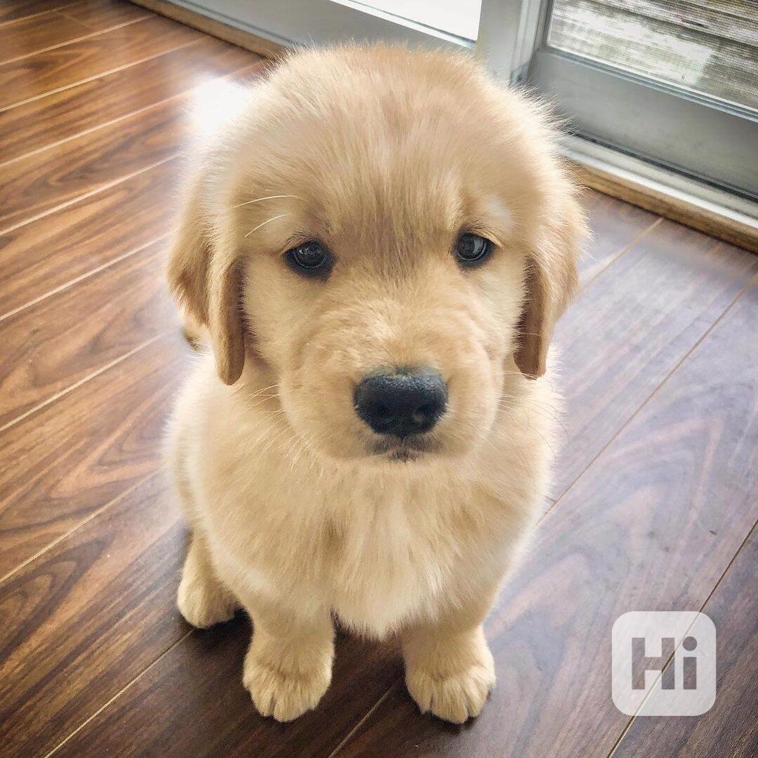 golden retriever - foto 1