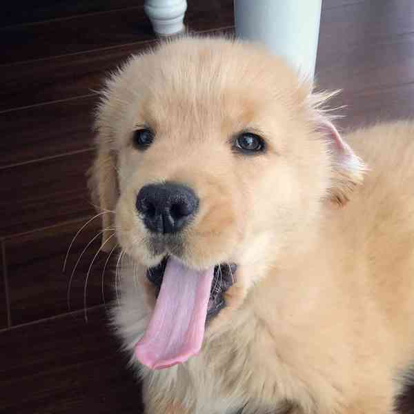 golden retriever - foto 3