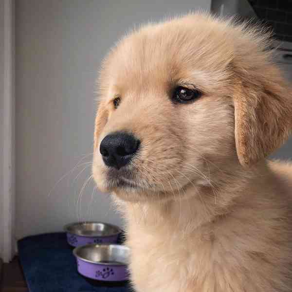 golden retriever - foto 2