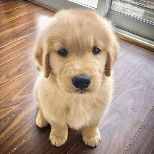 golden retriever - foto 1