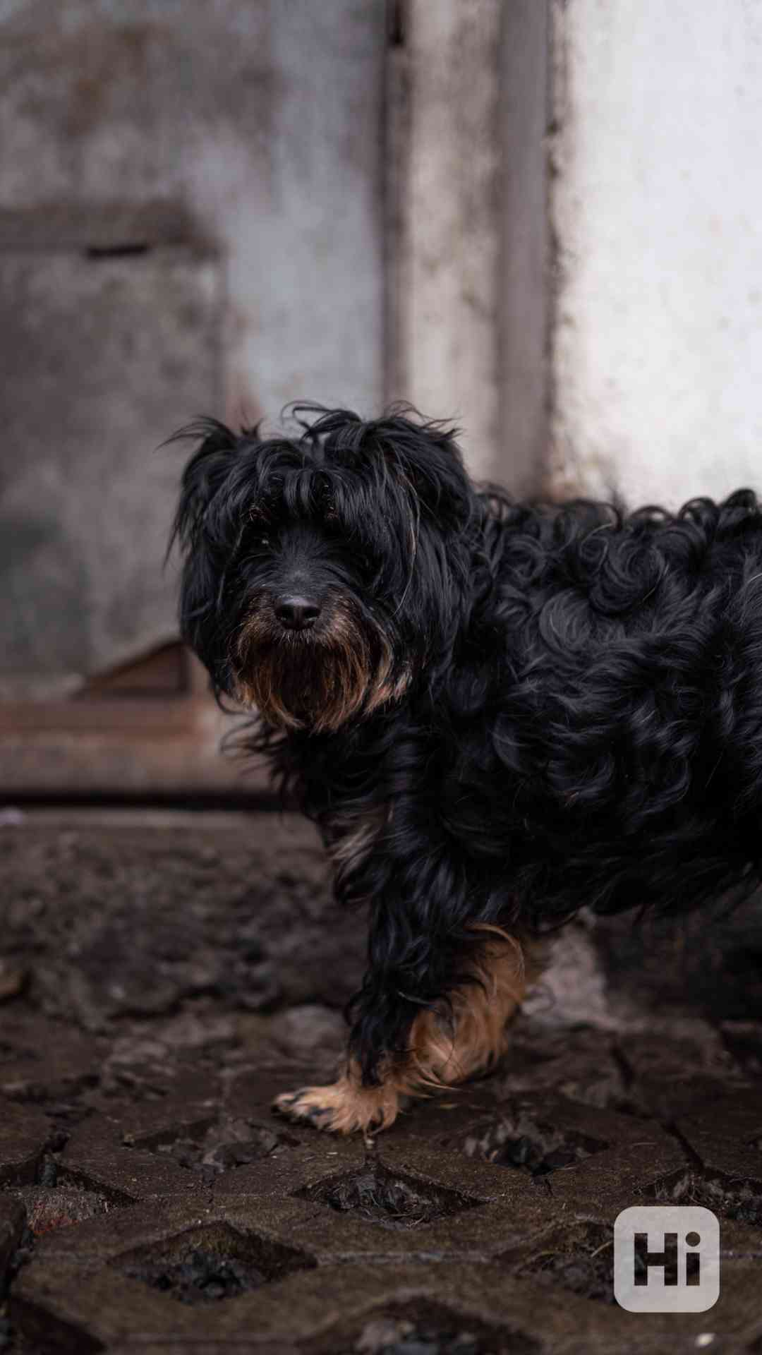 Kulička - hodná klidná holčička, kříženec, 2 roky - foto 1