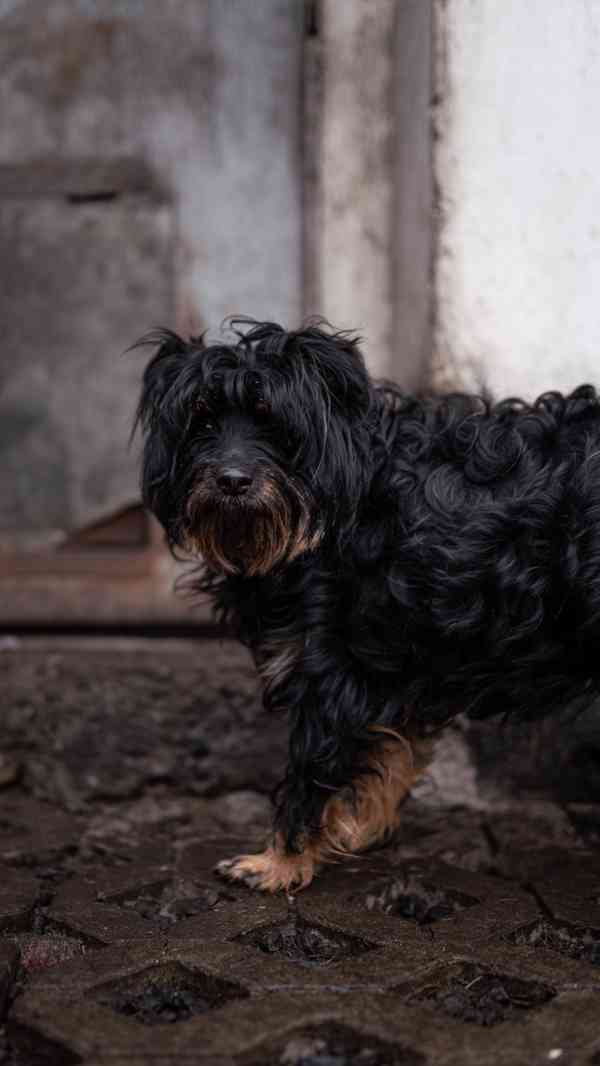 Kulička - hodná klidná holčička, kříženec, 2 roky - foto 1