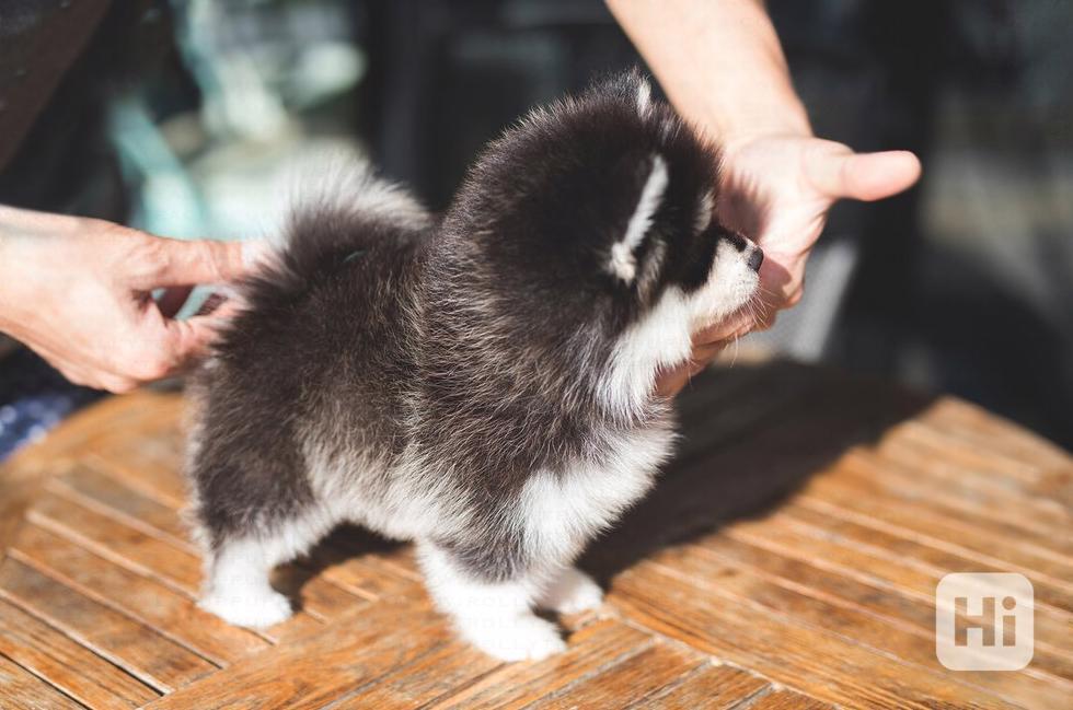 Miniaturní štěňata pomeranianů hledají domov. - foto 1