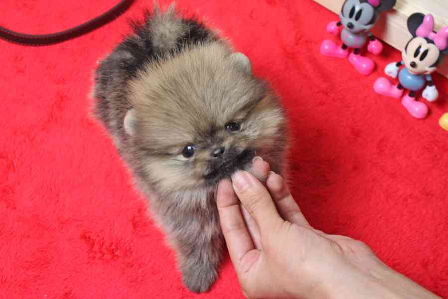 Miniaturní štěňata pomeranianů hledají domov. - foto 3