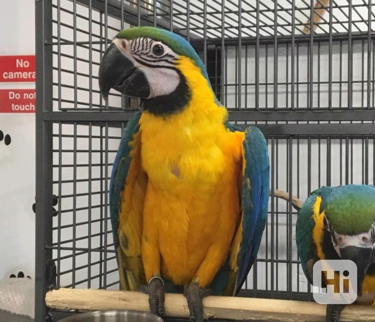 Samice modro-zlatého ara - foto 1