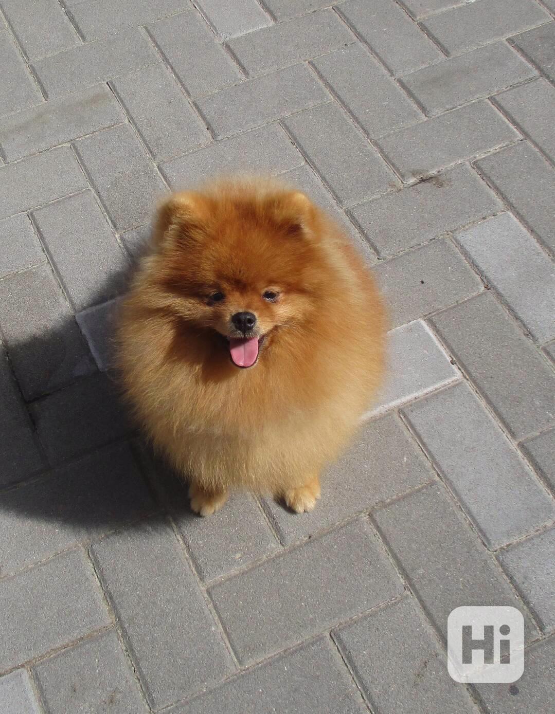 Pomeranian - foto 1