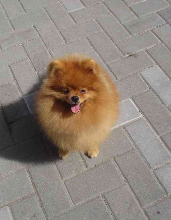 Pomeranian - foto 1