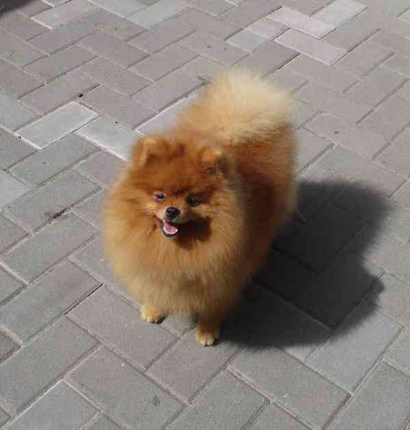 Pomeranian - foto 2