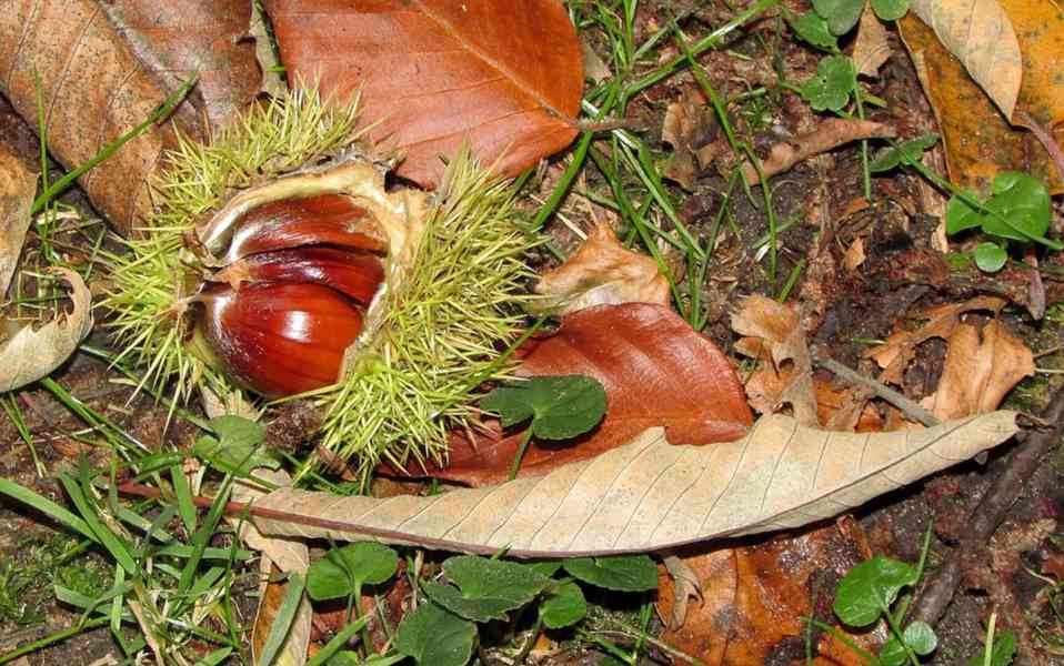 Kaštanovník jedlý (Castanea sativa) - 70 cm - foto 4