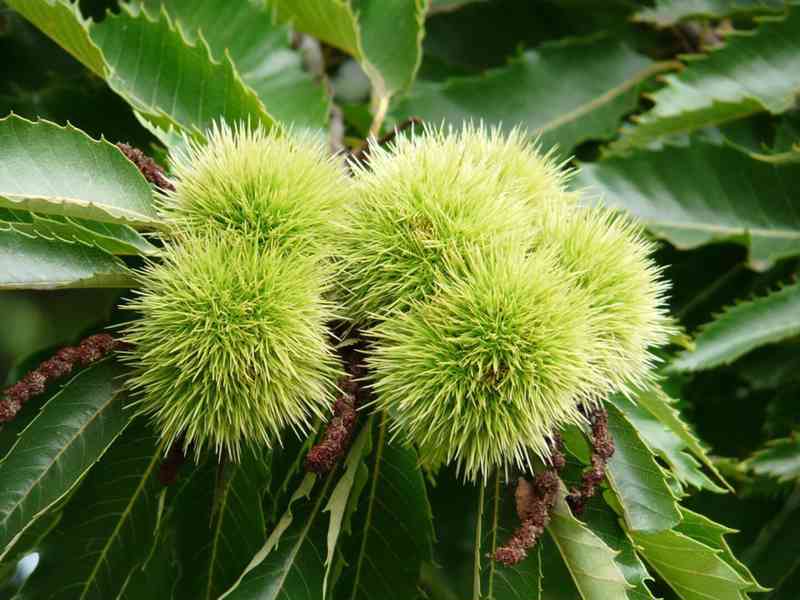 Kaštanovník jedlý (Castanea sativa) - 70 cm - foto 1