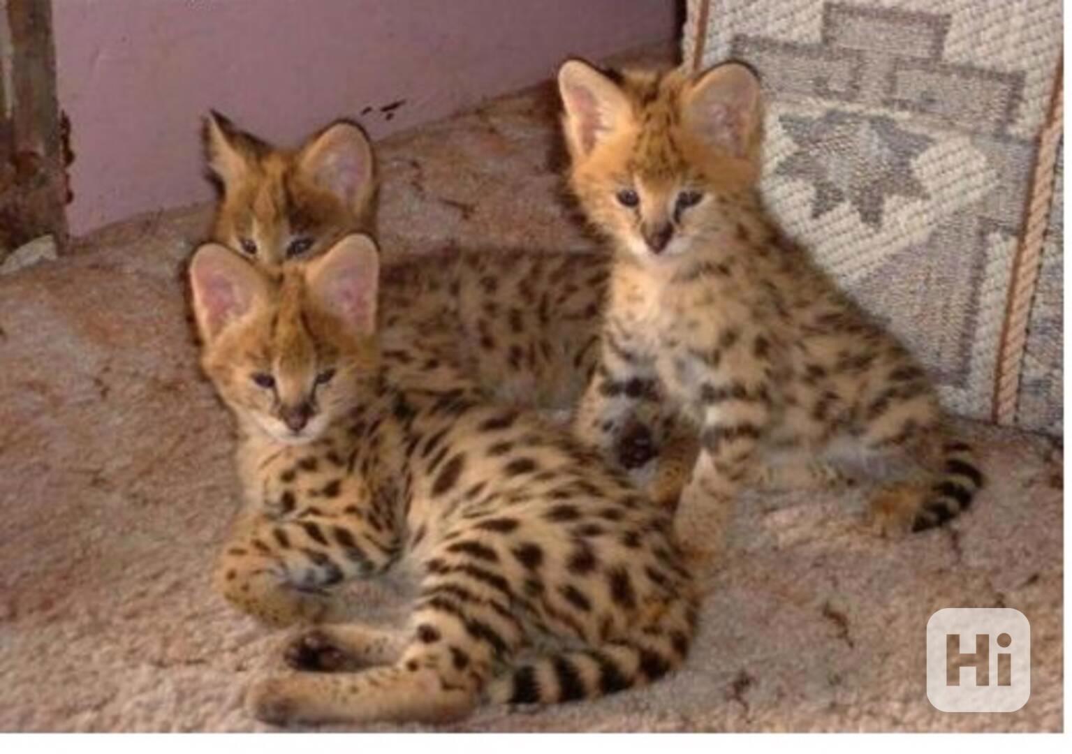 Savani Cat Serval a Karakal v 8 týdnech,, - foto 1