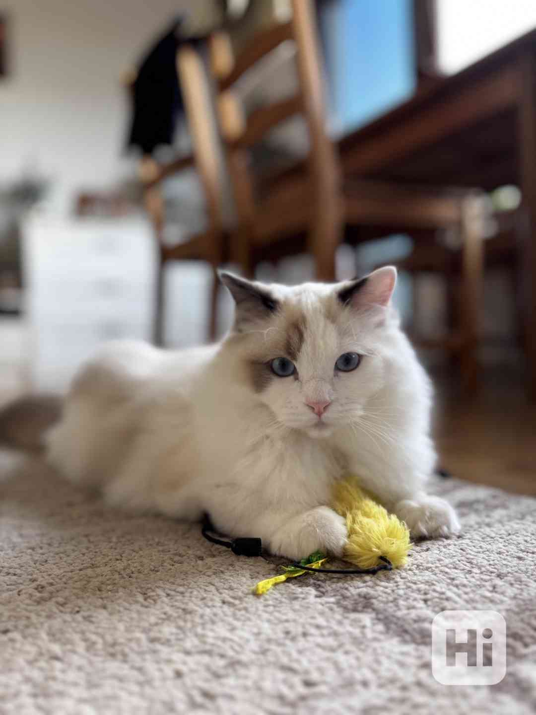 Krásný kluk Ragdoll z PP  - foto 1