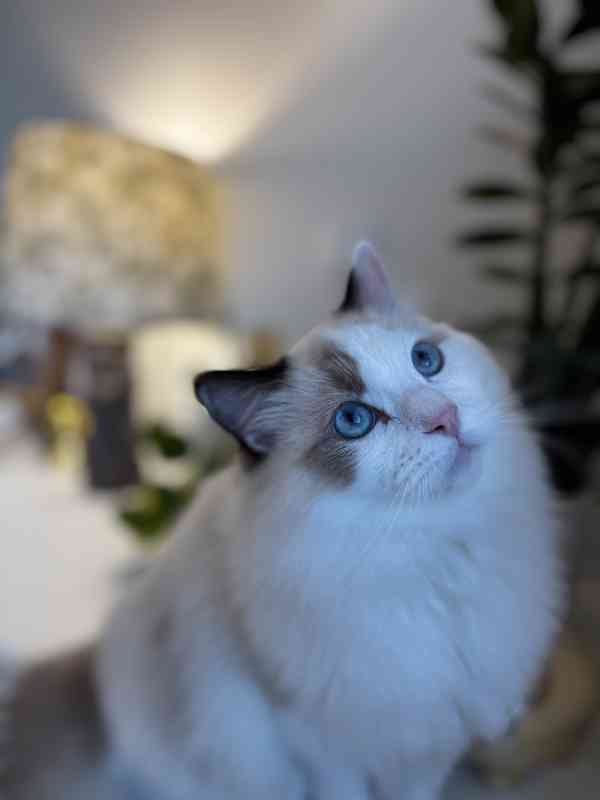 Krásný kluk Ragdoll z PP  - foto 2