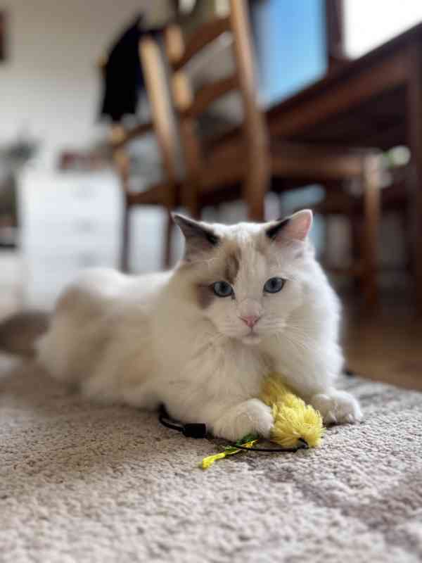 Krásný kluk Ragdoll z PP  - foto 1