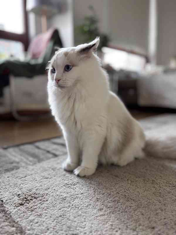 Krásný kluk Ragdoll z PP  - foto 4