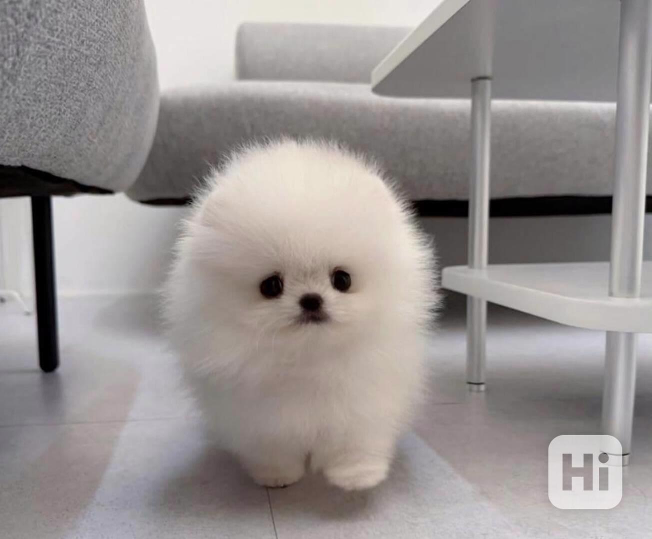 Registrovaná štěňata pomeraniana - foto 1